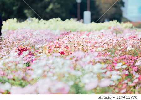 コスモス畑　一宮　138タワーパーク 117411770