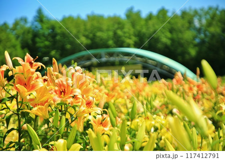 ユリ園 117412791