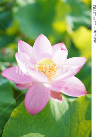 蓮の開花 117412792