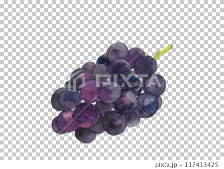 水彩で描いた葡萄のイラスト 水彩で描いた葡萄のイラスト 117413425