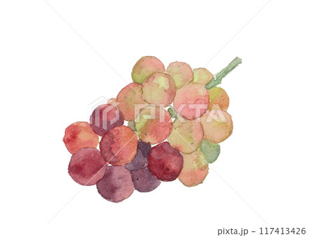 水彩で描いた葡萄のイラスト 117413426