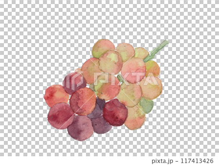 水彩で描いた葡萄のイラスト 117413426