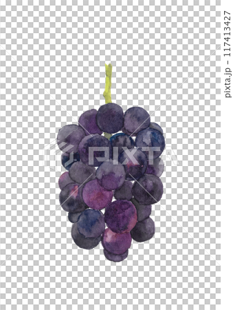 水彩で描いた葡萄 白バック 透過背景 117413427