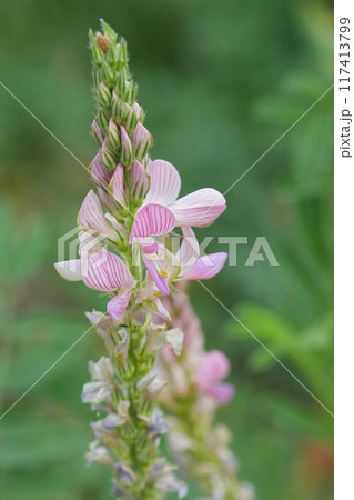 Vertical closeup on a pink flower of the Sainfoin wildflower, Onobrychis viciifolia 117413799