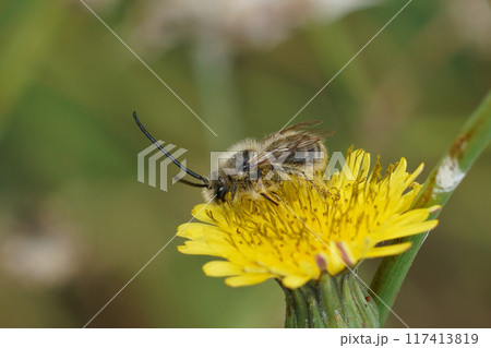 Closeup on a male Mediterranean longhorn bee, Eucera on a yellow Picris flower Closeup on a male Mediterranean longhorn bee, Eucera on a yellow Picris flower 117413819