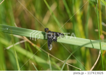 Closeup on a dark black colored humblefly, Hemipenthes velutina, on a straw of grass 117413826