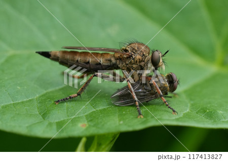 Detailed closeup on a Brown Heath Robberfly, Tolmerus cingulatus, eating predating on another fly in the garden Detailed closeup on a Brown Heath Robberfly, Tolmerus cingulatus, eating predating on another fly in the garden 117413827