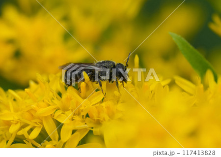 Closeup on a small parasitic little dark solitary bee, Stelis breviuscula,, on yellow Solidago flowers Closeup on a small parasitic little dark solitary bee, Stelis breviuscula,, on yellow Solidago flowers 117413828