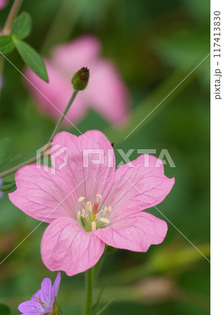 Colorful decentralized vertical closeup on a pink Geranium flower in the garden 117413830