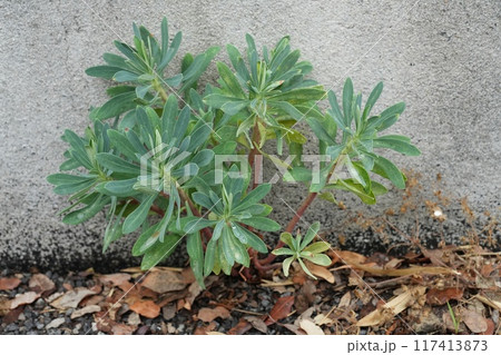 Closeup on an isolated Mediterranean Spurge wildflower plant, Euphorbia characias, growing at the side of a street 117413873