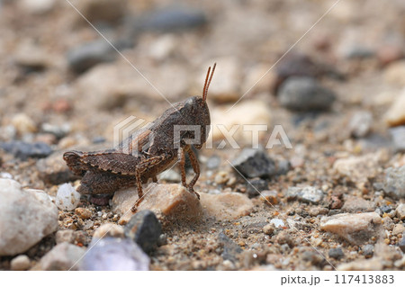 Closeup on a dark colored European common maquis grasshopper, Pezotettix giornae sitting on the ground Closeup on a dark colored European common maquis grasshopper, Pezotettix giornae sitting on the ground 117413883