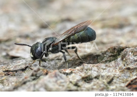 Detailed closeup on a green metallic colored Little Blue Carpenter Bee, Ceratina cyanea cleaning it's antenna Detailed closeup on a green metallic colored Little Blue Carpenter Bee, Ceratina cyanea cleaning it's antenna 117413884