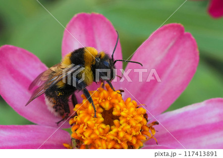 Colorful closeup on the European small garden bumblebee, Bombus pratorum on a pink flower in the garden 117413891