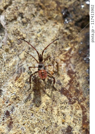 Closeup on a nymph of the western conifer seed bug, Leptoglossus occidentalis on wood Closeup on a nymph of the western conifer seed bug, Leptoglossus occidentalis on wood 117413902