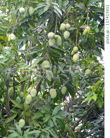 インドを代表する夏の果物のマンゴーは世界三大美果のひとつ 117413931