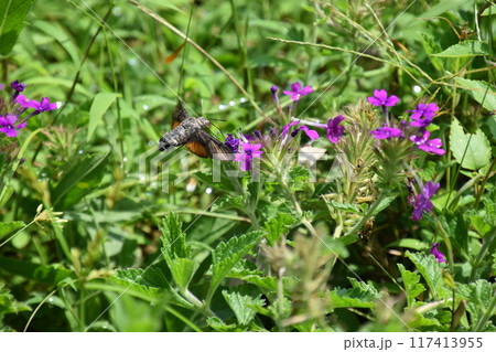 山田池公園 山田池公園 117413955