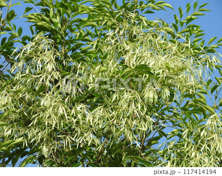 シマトネリコの果実 117414194