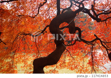 手向け山モミジ やまもみじ系紅枝垂れ11 手向け山モミジ やまもみじ系紅枝垂れ11 117414853