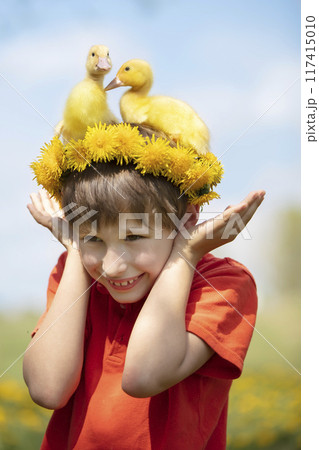 Happy child in dandelions with ducklings.Child in the summer with poultry. Happy child in dandelions with ducklings.Child in the summer with poultry. 117415010