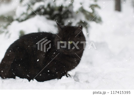 Black cat on the snow in the winter forest. Homeless cat 117415395
