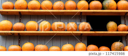 Row of many ripe orange white pumpkins decor wooden shelf barn wall farm yard barn fall harvest fest market. Halloween thanksgiving celebration symbol plant. Country rustic squash autumn background Row of many ripe orange white pumpkins decor wooden shelf barn wall farm yard barn fall harvest fest market. Halloween thanksgiving celebration symbol plant. Country rustic squash autumn background 117415986