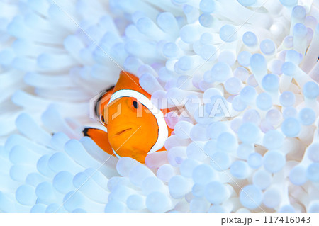 イソギンチャクとクマノミ 117416043