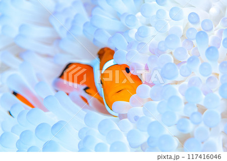 イソギンチャクとクマノミ イソギンチャクとクマノミ 117416046