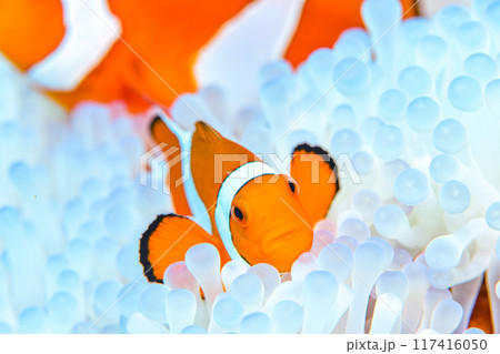 イソギンチャクとクマノミ イソギンチャクとクマノミ 117416050