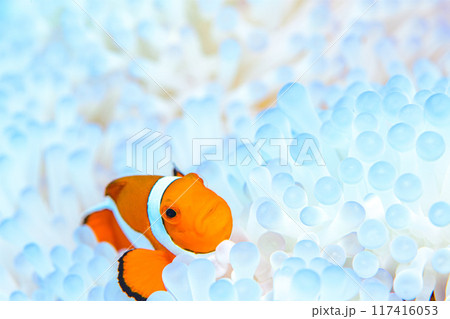 イソギンチャクとクマノミ イソギンチャクとクマノミ 117416053