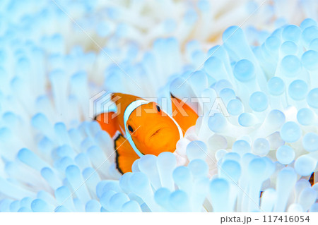 イソギンチャクとクマノミ イソギンチャクとクマノミ 117416054