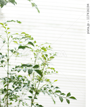 観葉植物の置かれた部屋 117416194