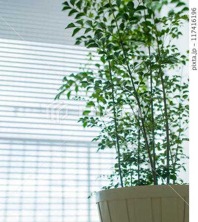 観葉植物の置かれた部屋 観葉植物の置かれた部屋 117416196