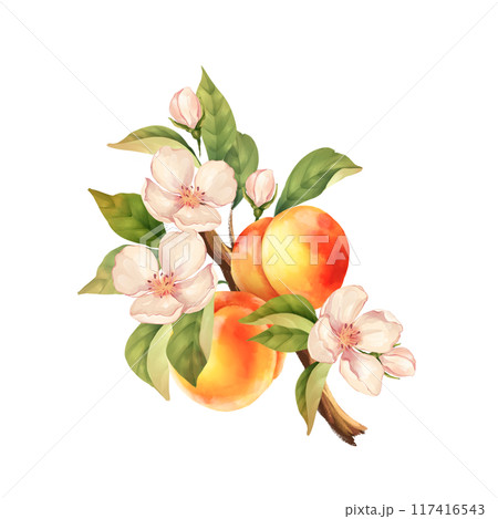 Peach branch. Hand drawn fruit illustration with flowers. Isolated on white Peach branch. Hand drawn fruit illustration with flowers. Isolated on white 117416543