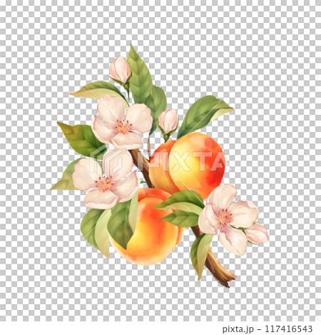 Peach branch. Hand drawn fruit illustration with flowers. Isolated on white 117416543