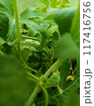 Close-up of a young watermelon growing among lush green leaves in a garden, capturing the natural growth process and freshness. 117416756