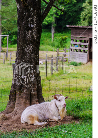 牧場の山羊　夏の岐阜県飛騨市神岡町　天空の牧場山之村牧場 117416993