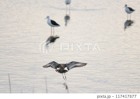 着水前のオグロシギ 117417877