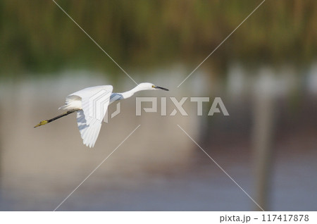 飛び立ったコサギ 117417878