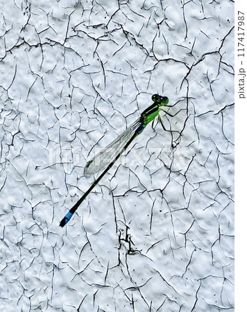 アオモンイトトンボ 117417987