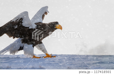 優しい光の中で、雪の海に舞い降りるオオワシ 117418501