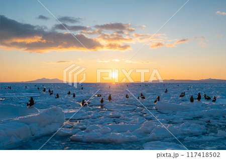 流氷の海に沈む夕日、静寂な氷にオオワシの群れ 117418502
