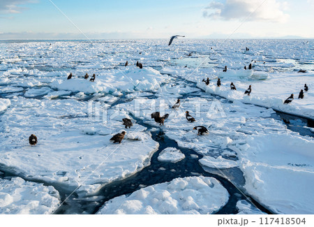 青い空とオホーツク海の流氷に群がるオオワシ 117418504