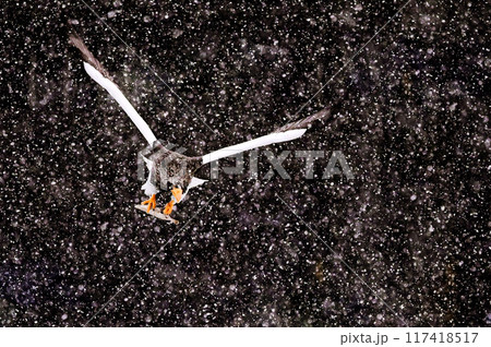 黒い背景と白い雪の間を飛ぶオオワシ、餌の捕獲完了 黒い背景と白い雪の間を飛ぶオオワシ、餌の捕獲完了 117418517