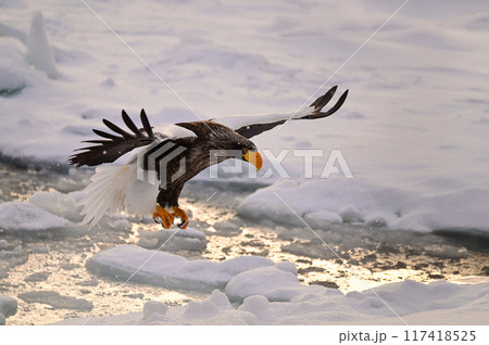 朝焼け眩しい知床の海、流氷に着地するオオワシ 117418525
