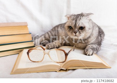Gray cat lying near stack of books and glasses of owner Gray cat lying near stack of books and glasses of owner 117418682