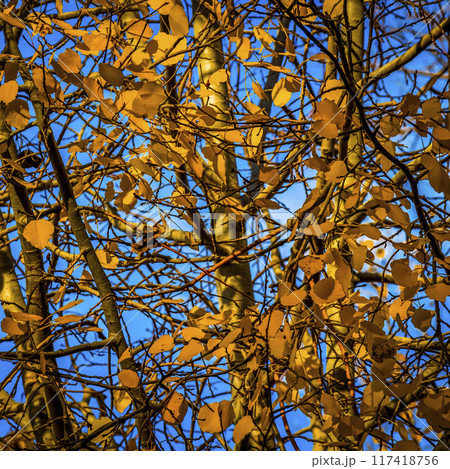 Yellow leaves in the fall Yellow leaves in the fall 117418756