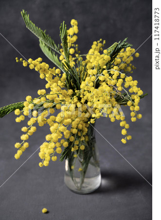 A bouquet of yellow mimosa flowers stands in a glass vase on a dark gray background. 117418773