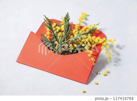 A branch of yellow mimosa flowers in a red envelope on a light background. A branch of yellow mimosa flowers in a red envelope on a light background. 117418788