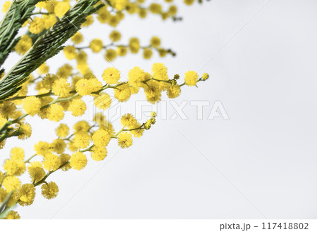 A branch of yellow mimosa flowers on a white background. Concept of 8 March, happy women's day. A branch of yellow mimosa flowers on a white background. Concept of 8 March, happy women's day. 117418802