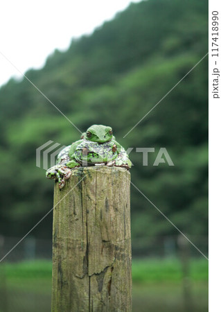 杭の上で重なるモリアオガエル 杭の上で重なるモリアオガエル 117418990